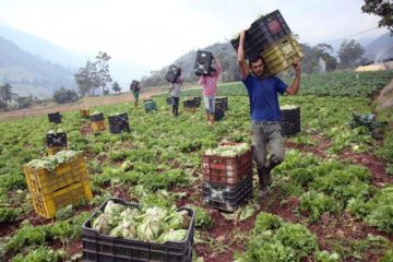 #An&aacute;lisis: El despertar agroindustrial de Venezuela: de la capacidad instalada a la potencia exportadora