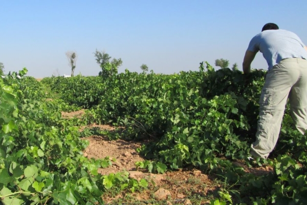 Fedeagro: un trabajador agrícola cuesta entre US$350 y US$400 mensuales entre salario y beneficios