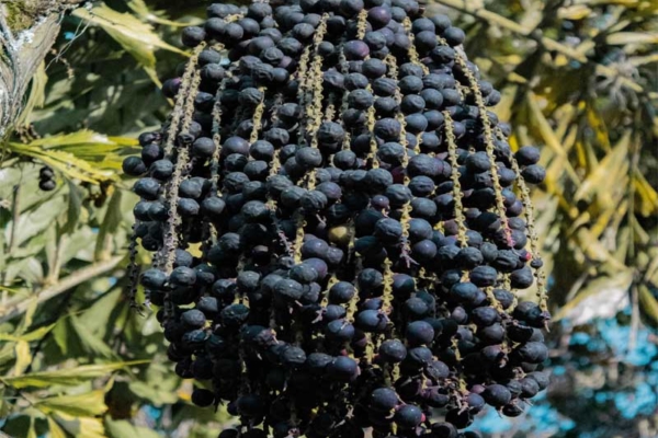 Conoce los beneficios del açaí, el mayor antioxidante del reino vegetal