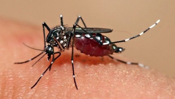 Venezuela ofrece a Argentina apoyo para combatir el brote de dengue