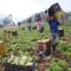 Cavidea: sector agroalimentario representa el 47% del PIB de la manufactura privada en Venezuela