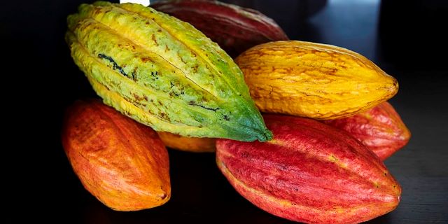 Problemas fitosanitarios y la delincuencia ponen en jaque la producción nacional de cacao