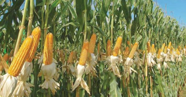 Cosecha de maíz avanza en un 30%: importaciones afectan comercialización de la producción nacional