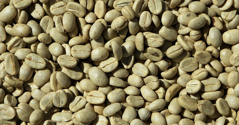 Desde Lara exportan más de 2 mil quintales de café verde a Italia y EE.UU.