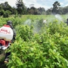 Colombia volvió a batir su récord mundial de cultivo de coca en 2022, según Naciones Unidas