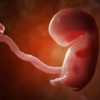 Avance histórico: científicos desarrollan estructura de embrión humano sin óvulos ni esperma