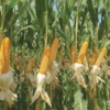 Encuesta de Fedeagro: Falta de financiamiento y diésel inciden en siembra de maíz en Portuguesa
