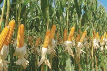 Advierten que grandes importaciones de ma&iacute;z desde EE.UU. y Brasil afectan comercializaci&oacute;n de producci&oacute;n nacional