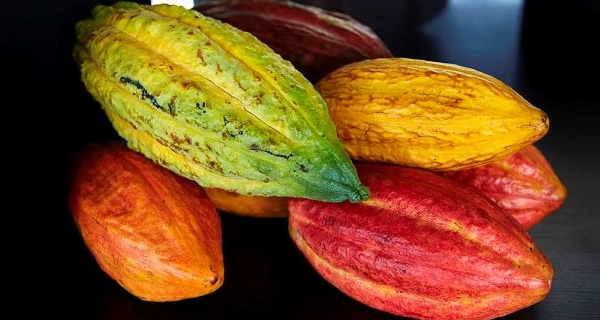 Se desploma: el precio del cacao sufre la mayor caída de su historia