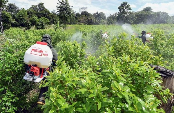 Colombia volvió a batir su récord mundial de cultivo de coca en 2022, según Naciones Unidas