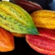 Se desploma: el precio del cacao sufre la mayor caída de su historia