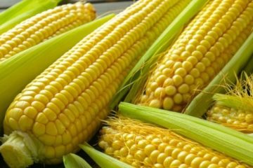 M&aacute;s de US$300 por tonelada de ma&iacute;z: Esquema de precios acordados busca certidumbre para el agro