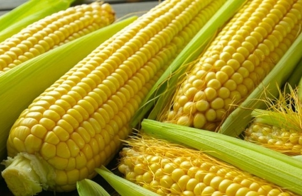 El equivalente a US$ 3.994.169: Bolpriaven realizó su operación más grande a la fecha en el rubro de maíz