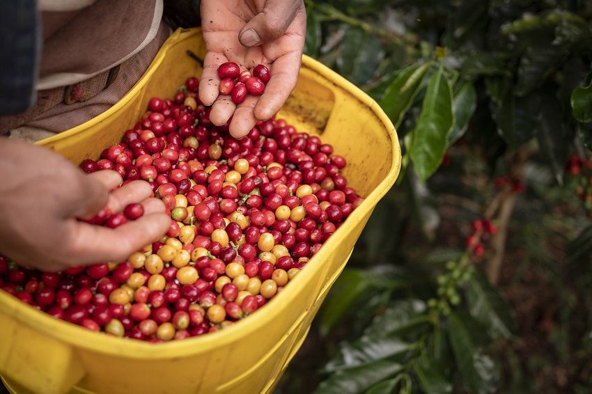 #Exclusivo: Producción de café aumentó 14% en 2023 pero está por debajo de las proyecciones oficiales