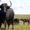 Rebaño nacional de búfalos es de 3 millones 500 mil animales: incrementó 700% en dos décadas