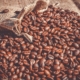 Para 2025 la producción nacional de café se sitúa en 1 millón 200 mil quintales