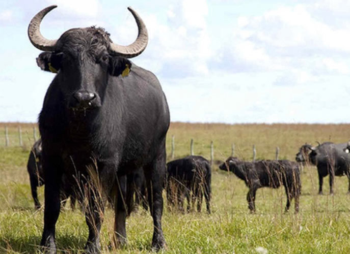 Rebaño nacional de búfalos es de 3 millones 500 mil animales: incrementó 700% en dos décadas
