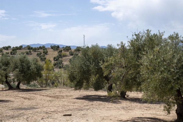 FAO: Sistemas agroalimentarios sufren el 23% del impacto de las catástrofes naturales