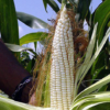 Fedeagro señaló que en 2023 se produjo menos maíz blanco por efectos del cambio climático