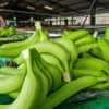 Ecuador enviará misión a Rusia para levantar suspensiones a exportadoras bananeras