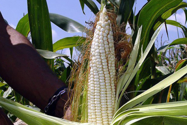 Fedeagro señaló que en 2023 se produjo menos maíz blanco por efectos del cambio climático