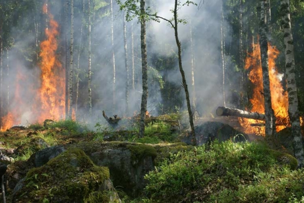 Alerta ambiental: aumentan las emisiones de incendios forestales en Venezuela, Brasil y Bolivia