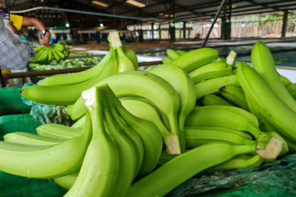 Ecuador enviará misión a Rusia para levantar suspensiones a exportadoras bananeras