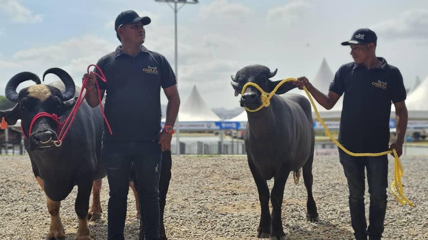 1.200 animales de 14 estados: Del #20Mar al #24Mar se realizará la Expoferia Agropecuaria Miranda 2024