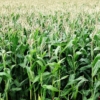 Contratos de futuros agrícolas llegan a Bolpriaven para garantizar colocación de cosechas de los productores