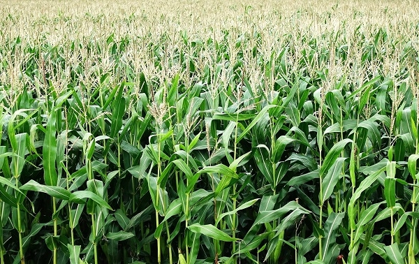 Contratos de futuros agrícolas llegan a Bolpriaven para garantizar colocación de cosechas de los productores