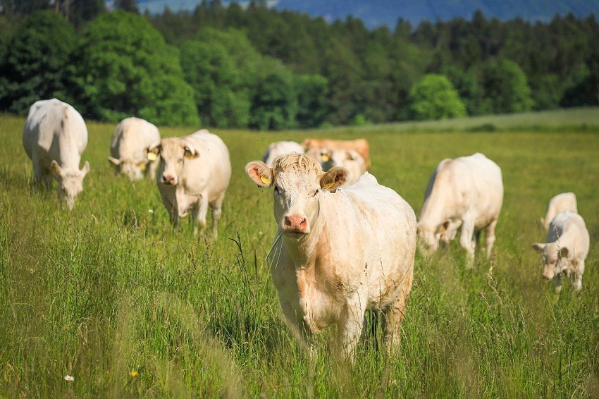 #Exclusivo Apure apuesta por producción de carne y lácteos: Surten 300 mil kilos de queso por semana