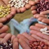 Desarrollan programa de rescate y conservación de semillas para apoyar la «soberanía agroalimentaria» en el país
