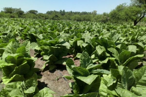 El cultivo de tabaco dinamiza economías locales en Venezuela