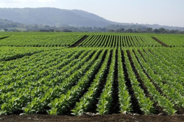 Se cultivan 2.000 hectáreas: Producción de tabaco en Venezuela incrementó 20% en el primer trimestre del año