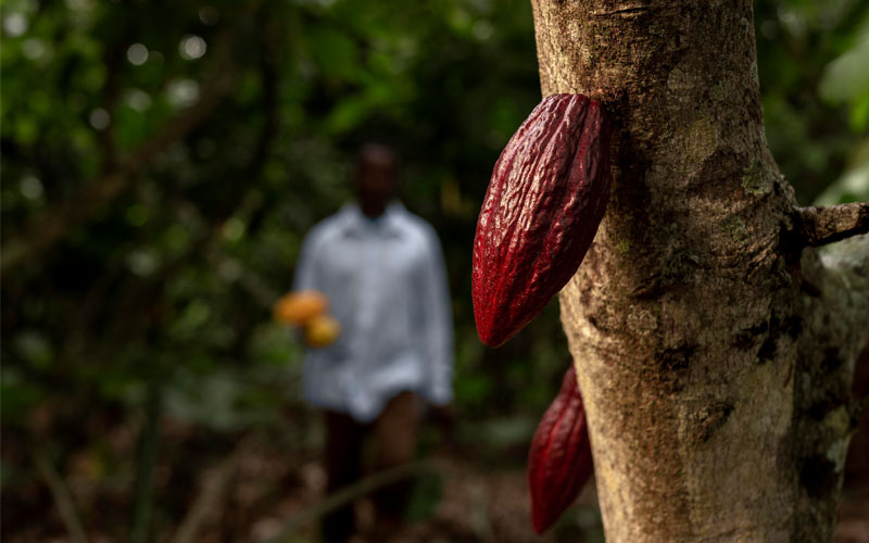 Un virus de rápida propagación pone «en peligro real» el suministro mundial de chocolate, afirma experto