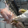 Insai solicita inspección de cargas de productos aviares y bovinos procedentes de Estados Unidos