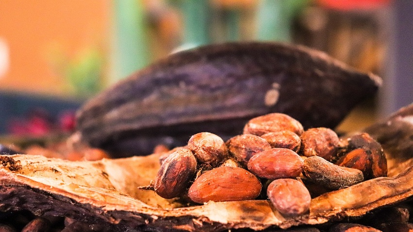 Bol&iacute;var acumula el 50% de las hect&aacute;reas disponibles para siembra de cacao en el pa&iacute;s