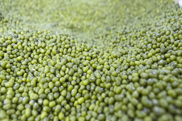 Empresa vietnamita está interesada en comprar el 100% de la producción anual de frijol mungo de Venezuela