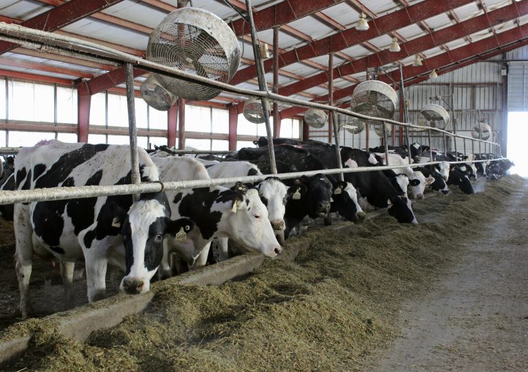 Ganaderos mantienen el precio de la carne a puerta de corral y consideran que se debe clasificar el ganado