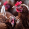 Sunaval autorizó la primera emisión de Título Agrofinanciero en Bolpriaven