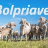 Bolpriaven elige a Ibelisse Suárez nueva presidente ejecutiva de la Bolsa Agrícola