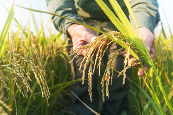Fedeagro: en 2025 la producción de arroz se estancará por falta de financiamiento