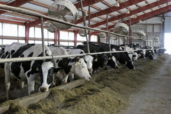 Ganaderos de Táchira proponen alianza para exportar lácteos y carne hacia Qatar