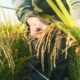 Fedeagro: en 2025 la producción de arroz se estancará por falta de financiamiento