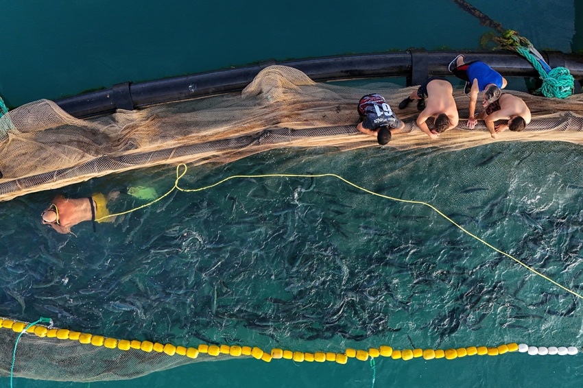 El «salmón turco»: El nuevo «oro rosa» del mar Negro