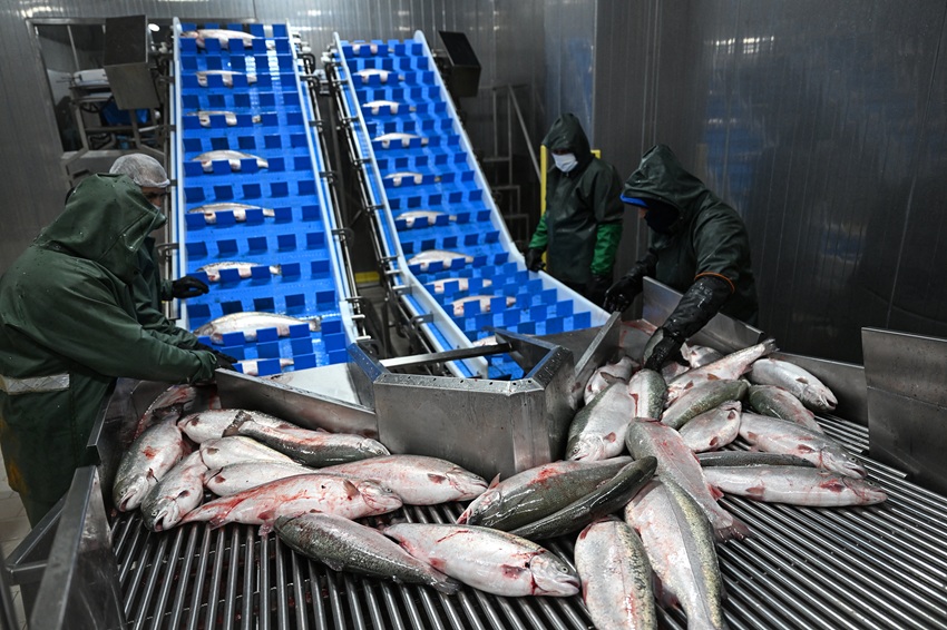 El «salmón turco»: El nuevo «oro rosa» del mar Negro