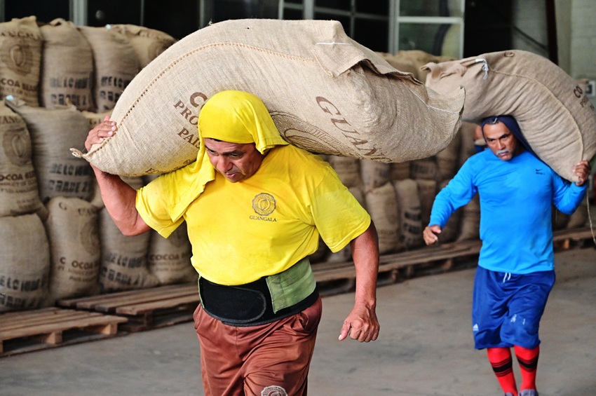 Cacao: El «nuevo oro» de la economía de Ecuador