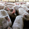 Incremento del rebaño porcino en el país abre posibilidades de exportación del rubro, indica gremio