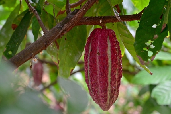 Cacao: El «nuevo oro» de la economía de Ecuador