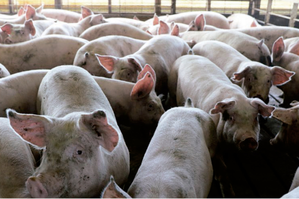 Incremento del rebaño porcino en el país abre posibilidades de exportación del rubro, indica gremio